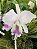 Cattleya Labiata Cerúlea - Imagem 1