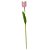 Tulipa Real Toque Rosa - Imagem 1
