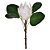 Protea Creme - Imagem 1