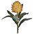 Protea Flocada Verde - Imagem 1