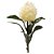 Protea Flocada Creme - Imagem 1