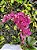 Exuberante Orquídea Pink - Imagem 3