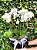 Luxuoso Vaso de Mini Orquídeas Premium - Imagem 1