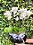 Luxuoso Vaso de Mini Orquídeas Premium - Imagem 2