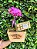 Garden de Mini Orquídea com Chocolate - Imagem 2