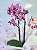 Mini Orquídea Rara Phalaenopsis Pink com 2 astes - Imagem 2