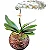 Luxuosa Orquídea Cascata Branca em Vaso de Vidro - Imagem 3