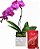 Luxuosa Orquídea Pink Com Chocolate Lindt - Imagem 2