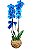 Orquídea Azul Mistico No Vaso de Vidro - Imagem 1
