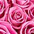 Mega  Buquê de 50 Rosas  Na Cor Pink - Imagem 2