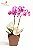 Luxuosa Orquídea Phalaenópsis Exótica com 02 Hastes - Imagem 3