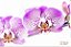 Luxuosa Orquídea Phalaenópsis Exótica com 02 Hastes - Imagem 2