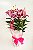 Lírio Rosa da Ternura – Plantado com Amor - Imagem 3