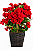 Begônia Encanto & Coração Bombonatti - Imagem 2