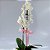 Mini Orquídea no Vaso de Cerâmica - Imagem 2