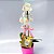 Mini Orquídea no Vaso com Ferrero Rocher - Imagem 2