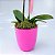 Mini Orquídea no Vaso com Chocolate Bombonatti - Imagem 3