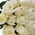 Buquê de 24 Rosas Brancas Minimalistas - Imagem 2