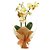 Mini Orquídea Baby Cor Variadas - Imagem 1
