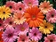 Gerberas Sortidas - UNIDADE - Imagem 2