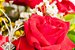 Esplêndido de Rosas Vermelhas Colombianas - Imagem 2