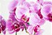 Luxuosa Orquídea Exótica com Ferrero Rocher - Imagem 2