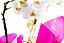 Orquídea Phaleonopolis de 02 Hastes  com Ferrero rocher - Imagem 3