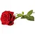 Rosa Colombiana - Imagem 4