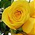 Buquê de 6 Rosas Amarelas Ouro - Imagem 2