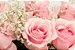 Buquê de 6 Rosas Colombianas Rose - Imagem 2