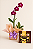 Orquídea Denphal com Chocolate - Imagem 1