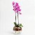Orquídea Phalaenopsis Lilás no Vaso de Vidro Aquário - Imagem 2
