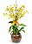 Orquídea Chuva de Ouro Premium - Imagem 1