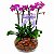 Dupla de Mini Orquídeas Pink no Vaso de Vidro - Imagem 3