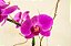 Deslumbrante Phalaenopsis pink - Imagem 4