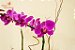 Deslumbrante Phalaenopsis pink - Imagem 2