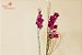 Luxuosa orquídea phalaenopsis exótica com 02 astes - Imagem 3