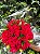 Amor Sem Medidas - 36 Rosas Vermelhas - Imagem 4
