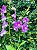 Orquídea denphal - Imagem 2