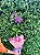 Orquídea denphal - Imagem 1