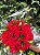 Buquê de 42 Rosas Vermelhas - Imagem 3