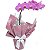 Orquídea Phalaenopsis Pink - Imagem 1