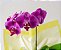 Orquídea Phalaenopsis Pink - Imagem 2