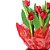 Tulipa Plantada Especial - Imagem 2