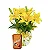 Lírio Amarelo com Lindt Sortido - Imagem 3