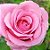Buquê de 20 rosas cor de rosa com Egipsofila - Imagem 2
