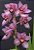 Orquídea Cymbidium Pink - Imagem 2