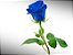 Botão de Rosa Azul Premium - Imagem 1