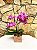 Mini Orquídea  Phalaenopsis Pink - Imagem 1