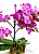 Mini Orquídea Phalaenopsis Pink Com Cachepô - Imagem 2